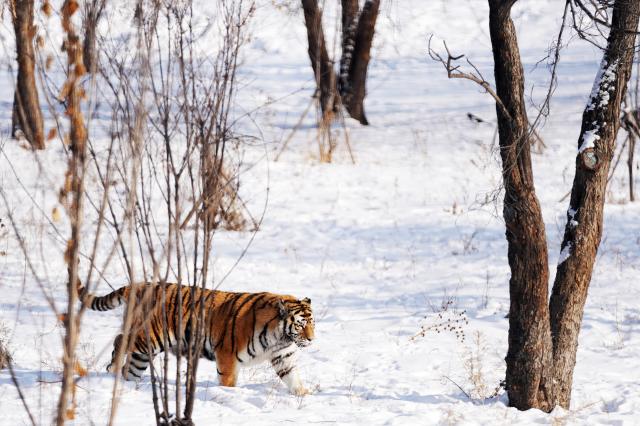 Cina: tigri siberiane nella neve nell'Heilongjiang (3)