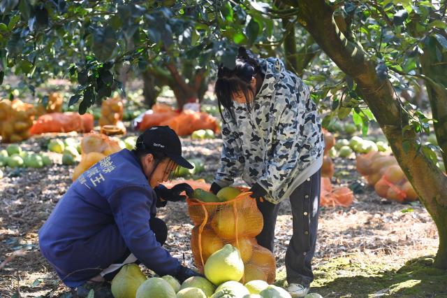 Cina: Guangxi, raccolta dei pomeli (1)