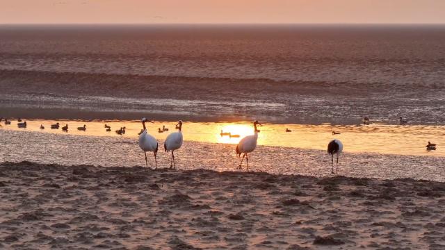 Cina: riserva naturale diventa paradiso per uccelli migratori internazionali
Riserva naturale nazionale del delta del fiume Giallo si impegna per conservazione di zone umide
