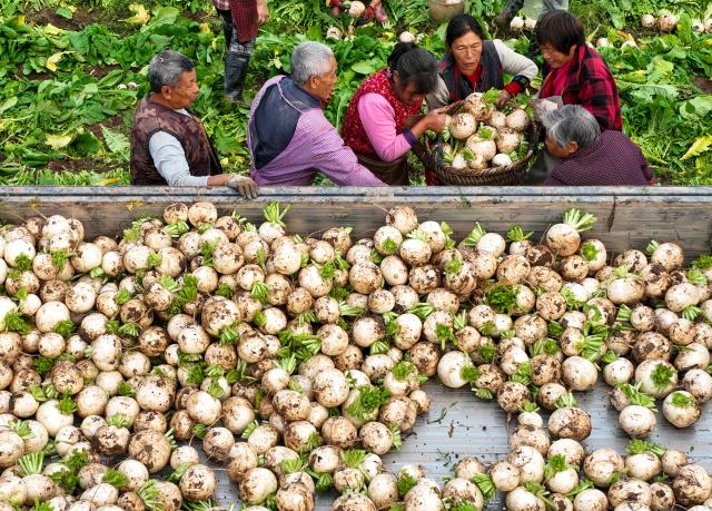 Cina: contadini portano avanti raccolto (2)