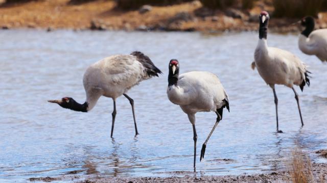 Cina: riserva naturale registra record storico di rare gru in svernamento