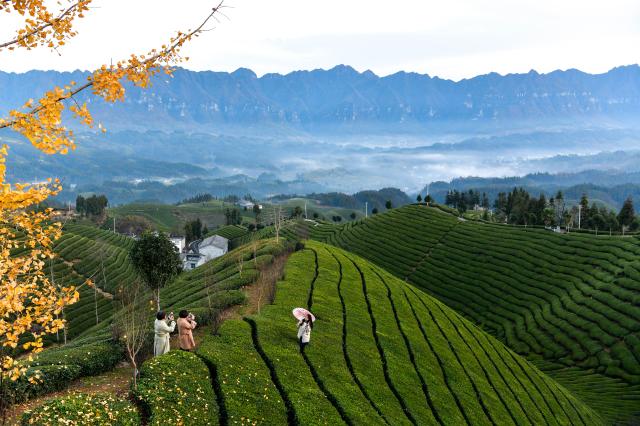 Cina: Hubei, panorama di piantagioni del t&egrave; a Hefeng (2)