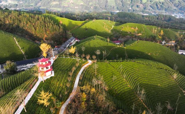 Cina: Hubei, panorama di piantagioni del t&egrave; a Hefeng (1)