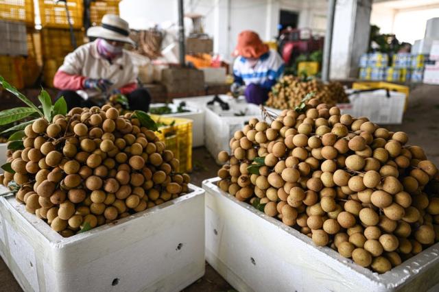 Cina: Hainan esporta frutta tropicale per oltre 36 mln yuan