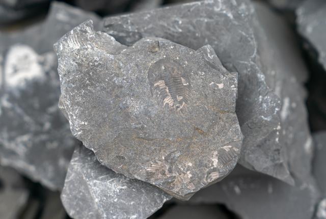 Cina: scoperta di fossili nello Yunnan (2)