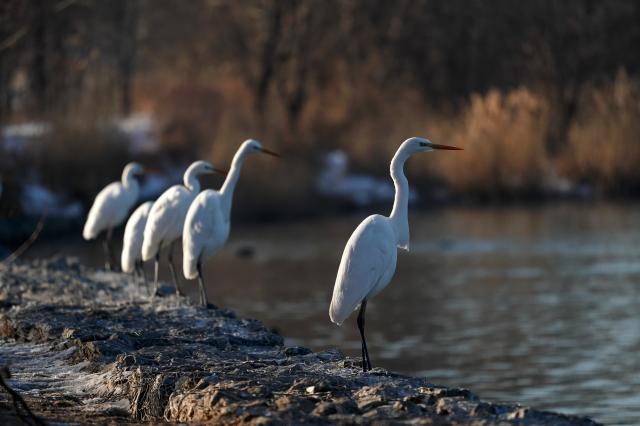 Cina: Shanxi, garzette sul fiume Fenhe (2)