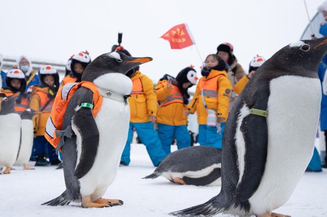 Cina: turisti incontrano i pinguini ad Harbin (2)