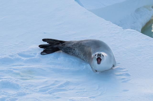 Cina: Xuelong 2, spedizione antartica in Mare di Amundsen (3)