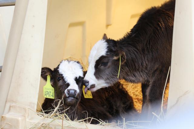 Cina: clona con successo bovini in via di estinzione a Chongqing (2)
