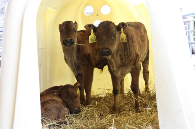 Cina: clona con successo bovini in via di estinzione a Chongqing (1)