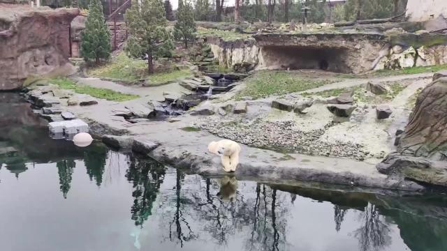 Belgio: fondatore Pairi Daiza Park, panda gigante ottima porta accesso a Cina
Parco faunistico belga continuer&agrave; la collaborazione col Paese per proteggere la preziosa specie