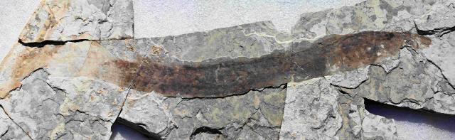 Cina: Hebei, scoperto fossile di lampreda estinta a Fengning