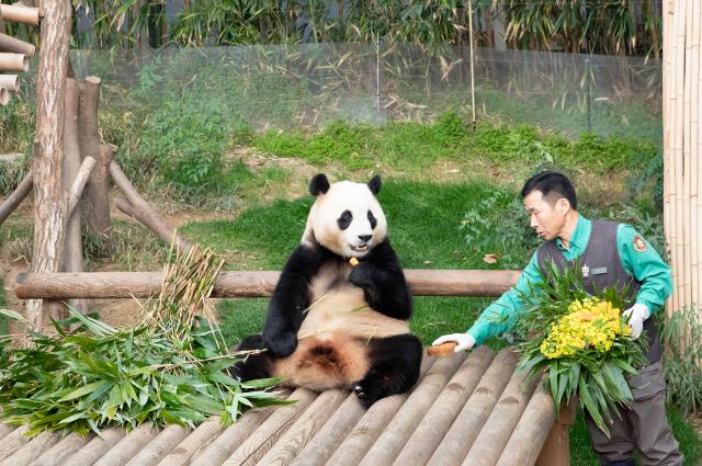 Corea del Sud: il panda gigante Fu Bao torner&agrave; in Cina (3)