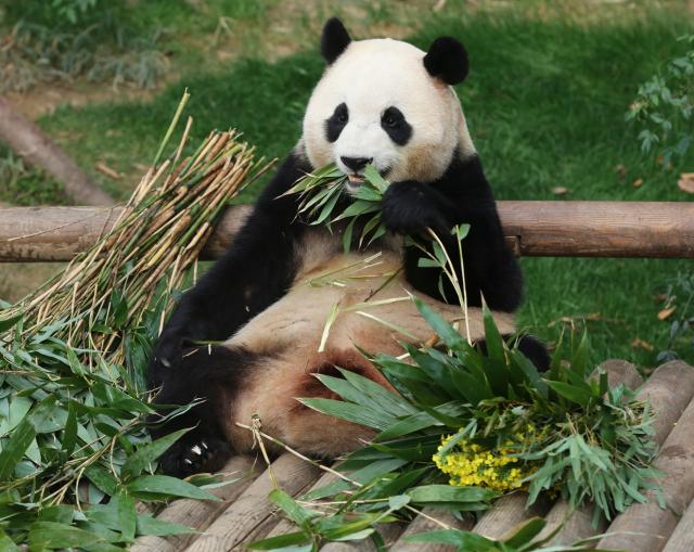 Corea del Sud: il panda gigante Fu Bao torner&agrave; in Cina (2)
