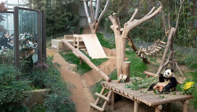 Corea del Sud: il panda gigante Fu Bao torner&agrave; in Cina (1)