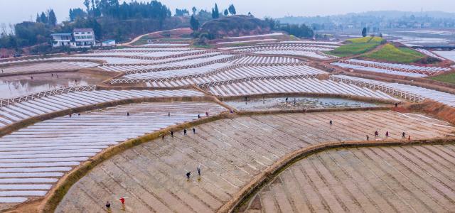 Cina: contadini svolgono attivit&agrave; agricole primaverili (2)