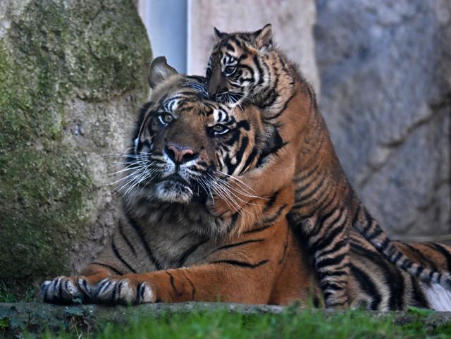 Italia: cucciolo di tigre di Sumatra fa debutto a Bioparco di Roma