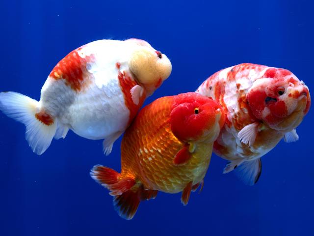 Cina: industria dell'allevamento di pesci rossi a Fuzhou