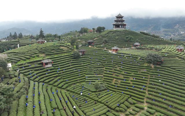 Cina: Guangxi, evento per promuovere cultura del t&egrave; a Sanjiang (2)