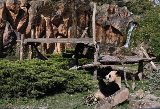 Francia: panda gigante nello zoo di Beauval a Saint-Aignan (3)