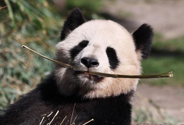 Francia: panda gigante nello zoo di Beauval a Saint-Aignan (2)