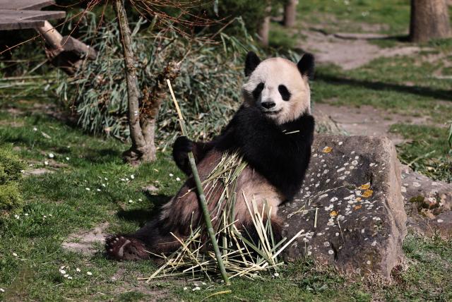 Francia: panda gigante nello zoo di Beauval a Saint-Aignan (1)