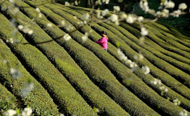 Cina: raccolta del t&egrave; nello Hubei (2)