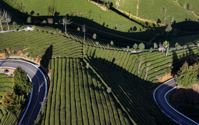 Cina: raccolta del t&egrave; nello Hubei (1)