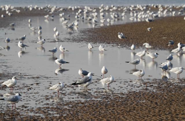 Cina: Hebei, uccelli migratori sostano in zona umida di Qinhuangdao 