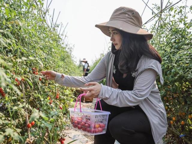 Cina: Hainan, Dingan ospita festival per raccolta pomodori ciliegini