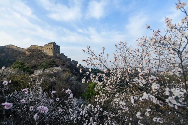 Cina: panorama primaverile della Grande Muraglia nello Hebei (2)