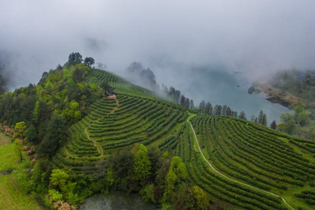 Cina: industria del t&egrave; Wuzhou Juyan a Jinhua nello Zhejiang (2)