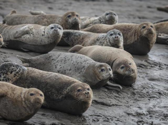 Cina: Liaoning, baia di Liaodong vede aumento foche comuni migratrici