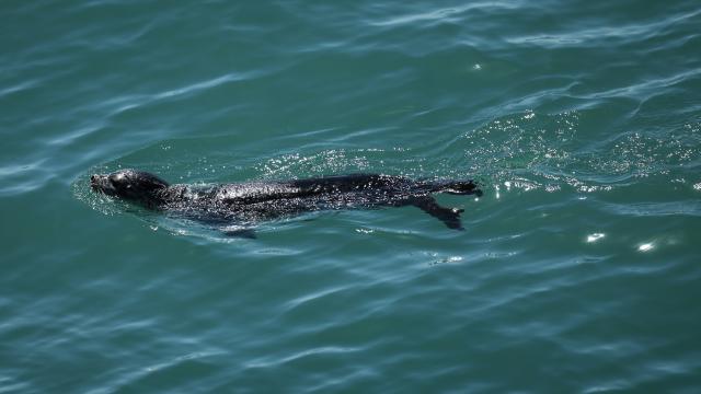 Cina: Liaoning, liberate foche maculate a Dalian (2)