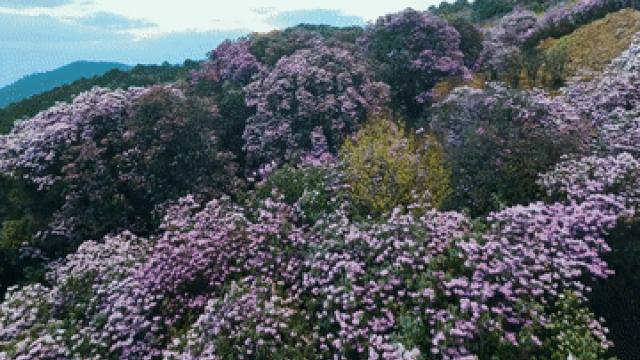 Cina: sguardo ai rododendri sulle montagne nel Sichuan