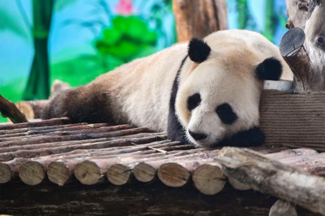 Cina: 4 panda giganti fanno debutto pubblico nella nuova casa a Lanzhou