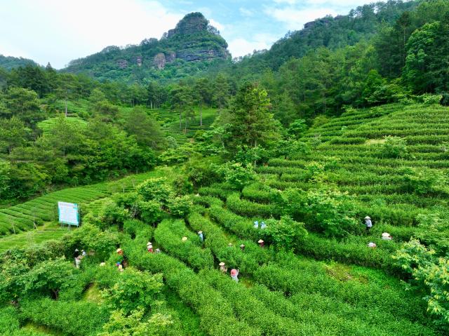 Cina: industria del t&egrave; prospera nel Fujian