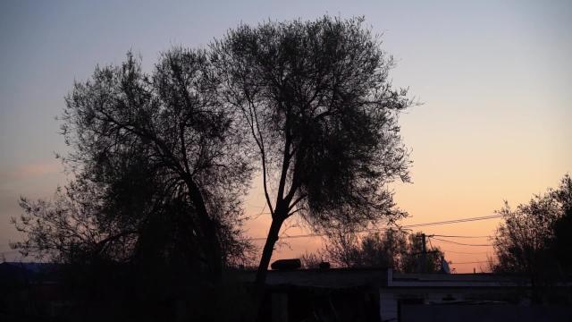 Cina: Xinjiang, agricoltori impegnati potenziano raccolta del cotone
Agricoltori locali si indirizzano verso modalit&agrave; cooperativa per aumentare resa agricola