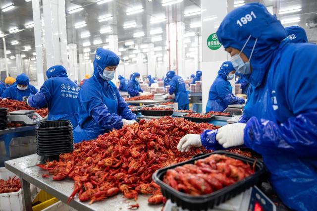 Cina: Hunan, contea promuove industria dei gamberi d'acqua dolce (1)