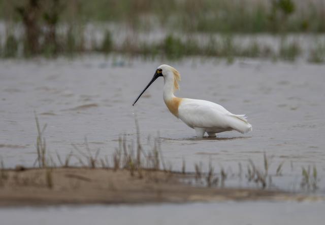 Cina: Fujian, grande biodiversit&agrave; attira uccelli migratori (2)