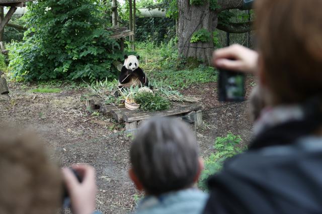 Belgio: zoo di Brugelette festeggia compleanno di panda gigante (2)