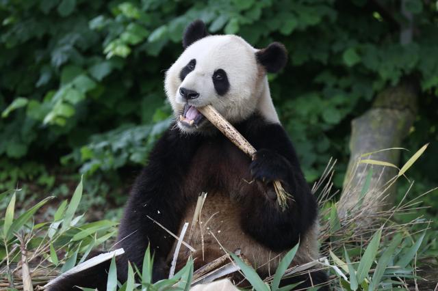 Belgio: zoo di Brugelette festeggia compleanno di panda gigante (1)