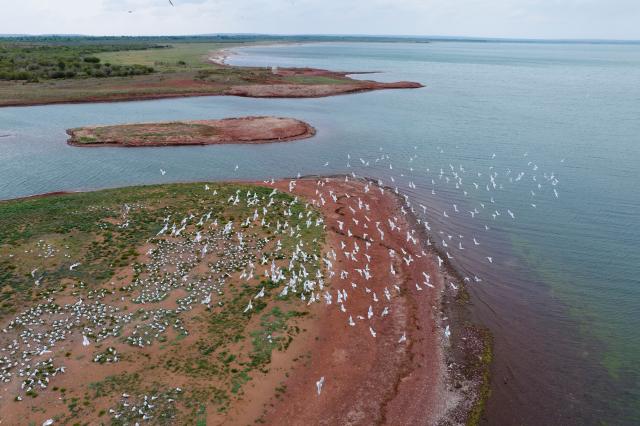 Cina: Shaanxi, gabbiani relitto volano nella riserva di Hongjiannao (2)