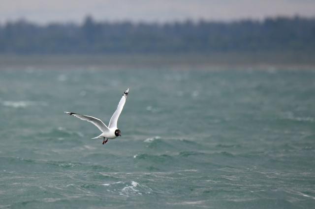 Cina: Shaanxi, gabbiani relitto volano nella riserva di Hongjiannao (1)