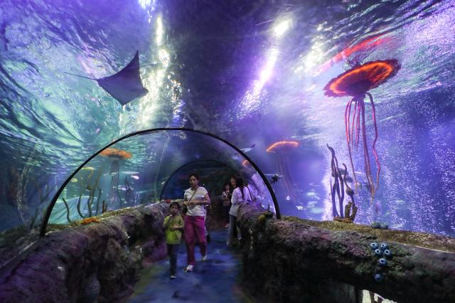 Cina: visita in un acquario a Shenyang per Giornata mondiale oceani