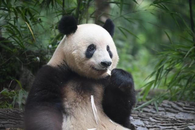 Cina: panda Xiang Xiang festeggia settimo compleanno nel Sichuan