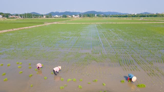 Cina: semina del riso intelligente nello Anhui