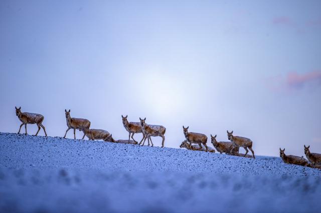 Cina: Xizang, migrazione delle antilopi tibetane (2)