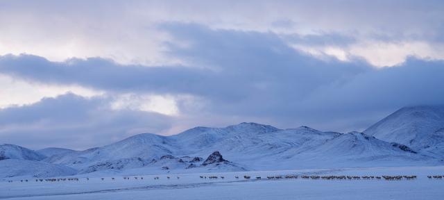 Cina: Xizang, migrazione delle antilopi tibetane(1)