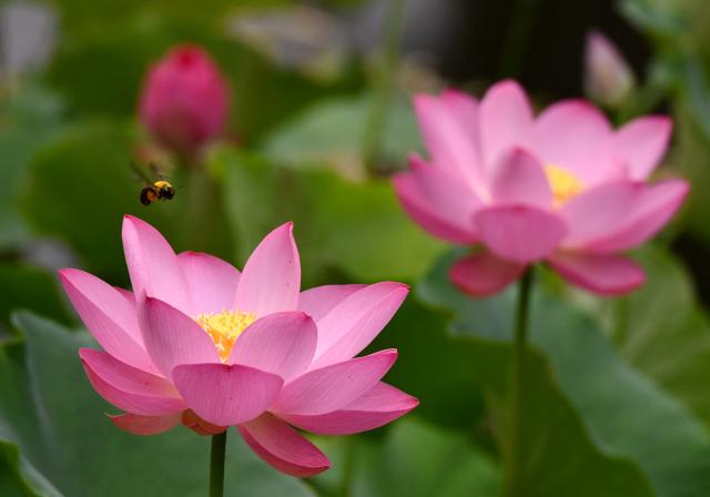 Cina: fiori di loto in estate (3)